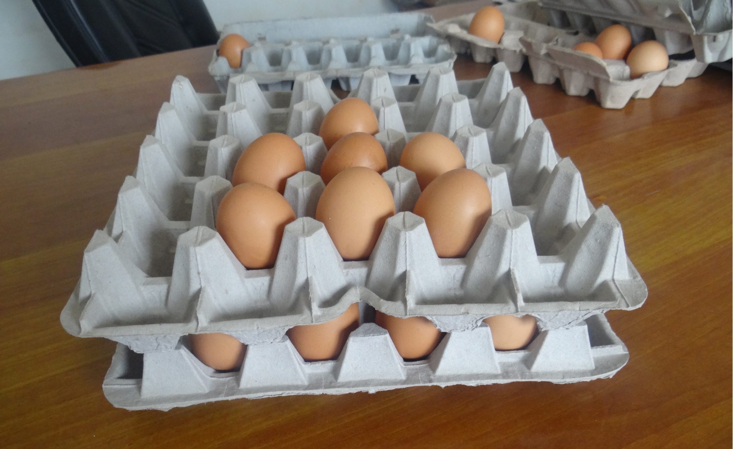 Paper Pulp Molding Machine Produces Egg Trays Quickly